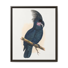Great Black Cockatoo (Probosciger aterrimus) colored wood-engraved plate by Alexander Francis Lydon - NOMADEN ART GALLERY