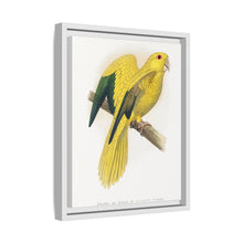 Golden or Queen Bavaria's Parrot (Guaruba guarouba) colored wood-engraved plate by Alexander Francis Lydon.