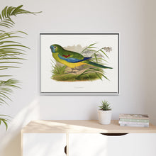 Turquoisine (Neophema pulchella) colored wood-engraved plate by Alexander Francis Lydon