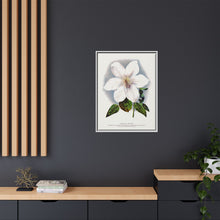 Clematis flower lithograph. Digitally enhanced from our own original 1900 edition plates of Botanical Specimen published by Rochester Lithographing