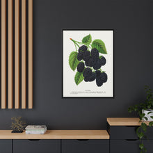 Snyder Blackberry lithograph from Botanical Specimen published by Rochester Lithographing