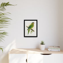 Petz's Conure (Aratinga canicularis) colored wood-engraved plate by Alexander Francis Lydon