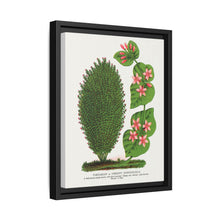 Tartarian, Upright Honeysuckle bush lithograph. Digitally enhanced from our own original 1900 edition plates of Botanical Specimen published by Rochester Lithographing - NOMADEN ART GALLERY
