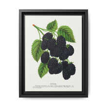 Snyder Blackberry lithograph from Botanical Specimen published by Rochester Lithographing - NOMADEN ART GALLERY