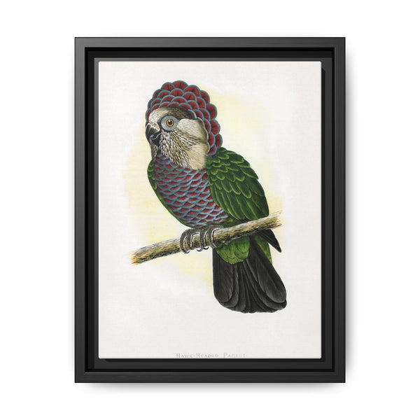 Hawk-Headed Parrot (Deroptyus accipitrinus) colored wood-engraved plate by Alexander Francis Lydon. - NOMADEN ART GALLERY