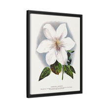 Clematis flower lithograph. Digitally enhanced from our own original 1900 edition plates of Botanical Specimen published by Rochester Lithographing