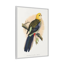 Pale-Headed or Mealy Rosella (Platycercus adscitus) colored wood-engraved plate by Alexander Francis Lydon.