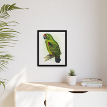 Placa grabada en madera de color loro de Jardine (Poicephalus gulielmi gulielmi) de Alexander Francis Lydon. 