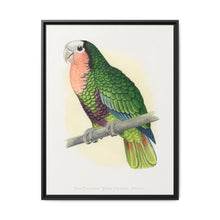 Red-Throated White-Fronted Amazon (Amazona leucocephala) colored wood-engraved plate by Alexander Francis Lydon. - NOMADEN ART GALLERY