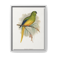 Elegant Parrakeet (Neophema elegans) colored wood-engraved plate by Alexander Francis Lydon - NOMADEN ART GALLERY