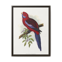 Pennant's Parrakeet (Platycercus elegans) colored wood-engraved plate by Alexander Francis Lydon - NOMADEN ART GALLERY
