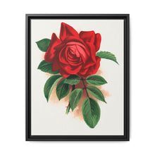 Red rose, Alfred Colomb lithograph. Digitally enhanced from our own original 1900 edition plates of Botanical Specimen published by Rochester Lithographing - NOMADEN ART GALLERY