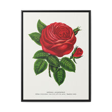 Red rose, General Jacquemont flower lithograph. Digitally enhanced from our own original 1900 edition plates of Botanical Specimen published by Rochester Lithographing - NOMADEN ART GALLERY