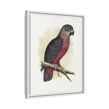 Dusky or Violet Parrot (Pionus fuscus) colored wood-engraved plate by Alexander Francis Lydon.