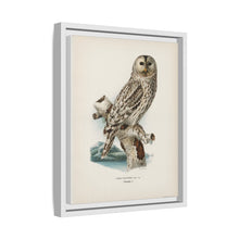 Strix uralensis ♀ illustrated by the von Wright brothers from our own 1929 folio version of Svenska Fåglar Efter Naturen Och Pa Sten Ritade - NOMADEN ART GALLERY