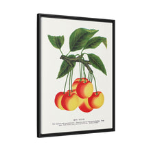 Gov Wood cherry lithograph. Digitally enhanced from our own original 1900 edition plates of Botanical Specimen published by Rochester Lithographing