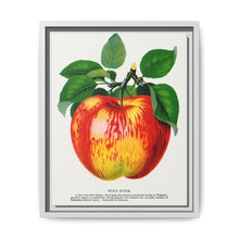 Wolf River apple lithograph. Digitally enhanced from our own original 1900 edition plates of Botanical Specimen published by Rochester Lithographing - NOMADEN ART GALLERY