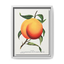 Foster peach lithograph. Digitally enhanced from our own original 1900 edition plates of Botanical Specimen published by Rochester Lithographing - NOMADEN ART GALLERY