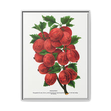 Industry Gooseberry lithograph. Digitally enhanced from our own original 1900 edition plates of Botanical Specimen published by Rochester Lithographing - NOMADEN ART GALLERY