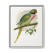 Javan Parrakeet (Psittacula alexandri) colored wood-engraved plate by Alexander Francis Lydon. - NOMADEN ART GALLERY