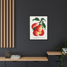 Vermont Beauty pear lithograph. Digitally enhanced from our own original 1900 edition plates of Botanical Specimen published by Rochester Lithographing