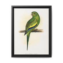 Canary-Winged Conure ( Brotogeris versicolurus) colored wood-engraved plate by Alexander Francis Lydon - NOMADEN ART GALLERY