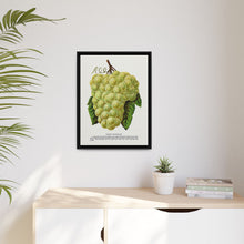 Green Mountain grape lithograph. Digitally enhanced from our own original 1900 edition plates of Botanical Specimen published by Rochester Lithographing