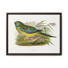 Turquoisine (Neophema pulchella) colored wood-engraved plate by Alexander Francis Lydon - NOMADEN ART GALLERY