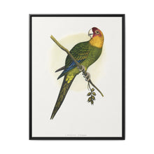 Carolina Parrot (Conuropsis carolinensis) colored wood-engraved plate by Alexander Francis Lydon. - NOMADEN ART GALLERY