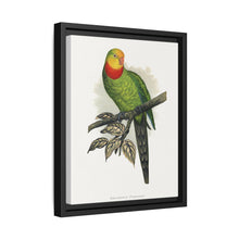 Barraband's Parakeet (Polytelis swainsonii) colored wood-engraved plate by Alexander Francis Lydon - NOMADEN ART GALLERY