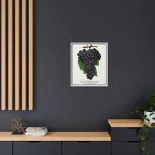 Early Ohio grape lithograph. Digitally enhanced from our own original 1900 edition plates of Botanical Specimen published by Rochester Lithographing
