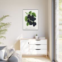 Snyder Blackberry lithograph from Botanical Specimen published by Rochester Lithographing