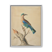Coracias Benghalensis by Sarah Stone - NOMADEN ART GALLERY