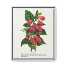 Cuthbert raspberry lithograph. Digitally enhanced from our own original 1900 edition plates of Botanical Specimen published by Rochester Lithographing - NOMADEN ART GALLERY