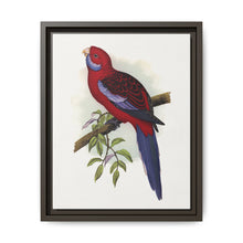 Pennant's Parrakeet (Platycercus elegans) colored wood-engraved plate by Alexander Francis Lydon - NOMADEN ART GALLERY