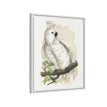 Placa xilográfica coloreada de la cacatúa de cresta blanca (Cacatua alba) de Alexander Francis Lydon