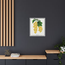 White Grape Lithograph | Vintage Botanical Wall Art Print