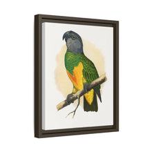 Senegal Parrot (Poicephalus senegalus) colored wood-engraved plate by Alexander Francis Lydon.