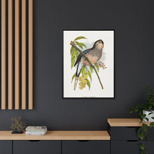 Bourke's Parrakeet (Neopsephotus bourkii) colored wood-engraved plate by Alexander Francis Lydon.