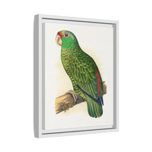 Placa xilográfica coloreada de periquito multicolor (Psephotellus varius) de Alexander Francis Lydon