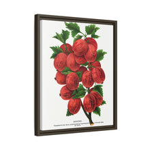 Industry Gooseberry lithograph. Digitally enhanced from our own original 1900 edition plates of Botanical Specimen published by Rochester Lithographing
