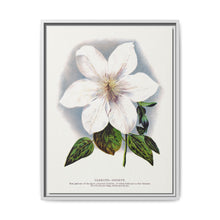 Clematis flower lithograph. Digitally enhanced from our own original 1900 edition plates of Botanical Specimen published by Rochester Lithographing - NOMADEN ART GALLERY