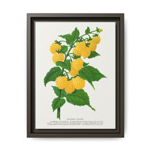 Golden queen raspberry lithograph. Digitally enhanced from our own original 1900 edition plates of Botanical Specimen published by Rochester Lithographing - NOMADEN ART GALLERY