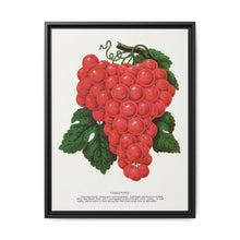 Vergennes grape lithograph. Digitally enhanced from our own original 1900 edition plates of Botanical Specimen published by Rochester Lithographing - NOMADEN ART GALLERY