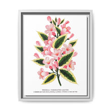 Pink flowers, Weigela lithograph (1900) - NOMADEN ART GALLERY