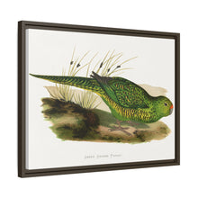 Green Ground Parrot (Pezoporus wallicus) colored wood-engraved plate by Alexander Francis Lydon