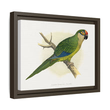 Golden-Crowned Conure (Aratinga auricapillus) colored wood-engraved plate by Alexander Francis Lydon
