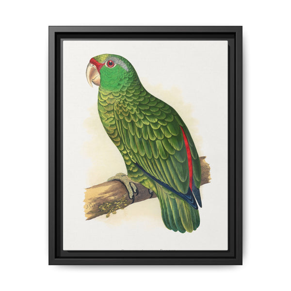 Many-Coloured Parrakeet (Psephotellus varius) colored wood-engraved plate by Alexander Francis Lydon - NOMADEN ART GALLERY