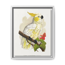 Lesser Lemon-Crested Cockatoo (Cacatua sulphurea) colored wood-engraved plate by Alexander Francis Lydon - NOMADEN ART GALLERY