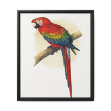 Red and Blue Macaw (Ara macao) colored wood-engraved plate by Alexander Francis Lydon - NOMADEN ART GALLERY